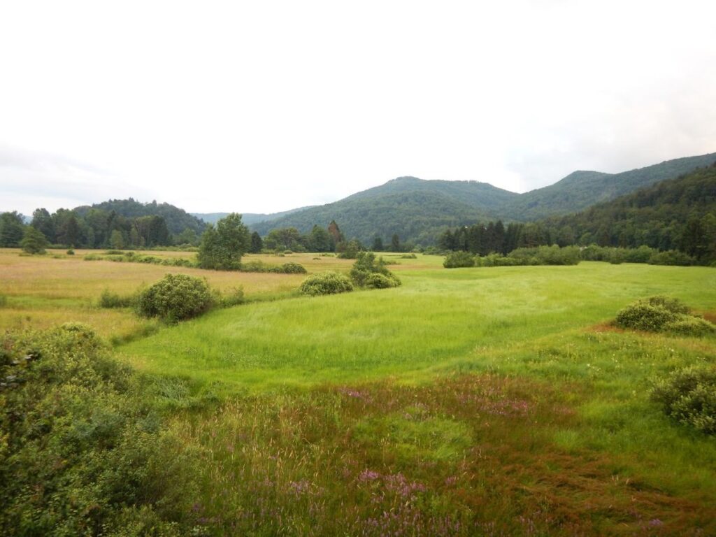 zelene-novicke-radenskega-polja-(december-2023)