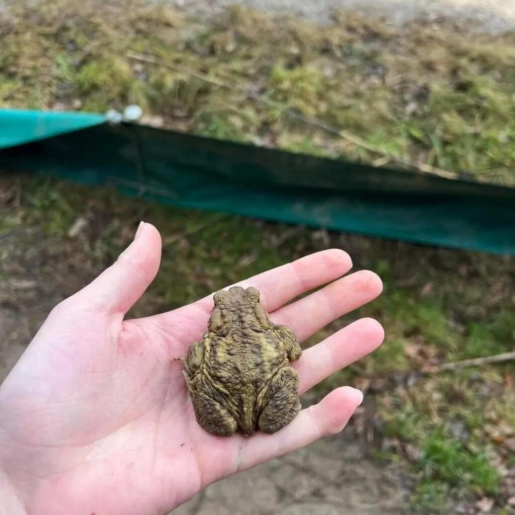 pricela-se-je-akcija-prenasanja-dvozivk-cez-cesto