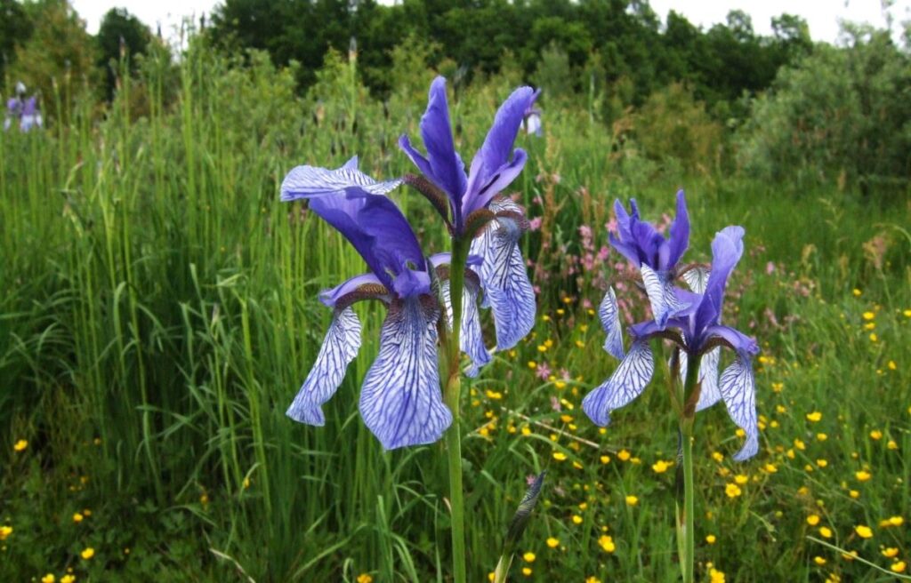 slovesnost-ob-zakljucku-projekta-zagon-z-otvoritvijo-nove-ucne-poti-na-radenskem-polju
