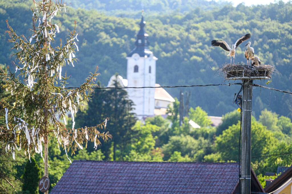 storklje-domujejo-tudi-na-krki