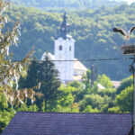 storklje-domujejo-tudi-na-krki