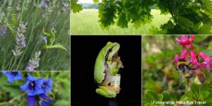 natecaj-naravoslovne-fotografije-“biodiverziteta-skozi-objektiv-mladih”