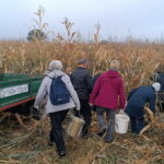 trganje-koruze
